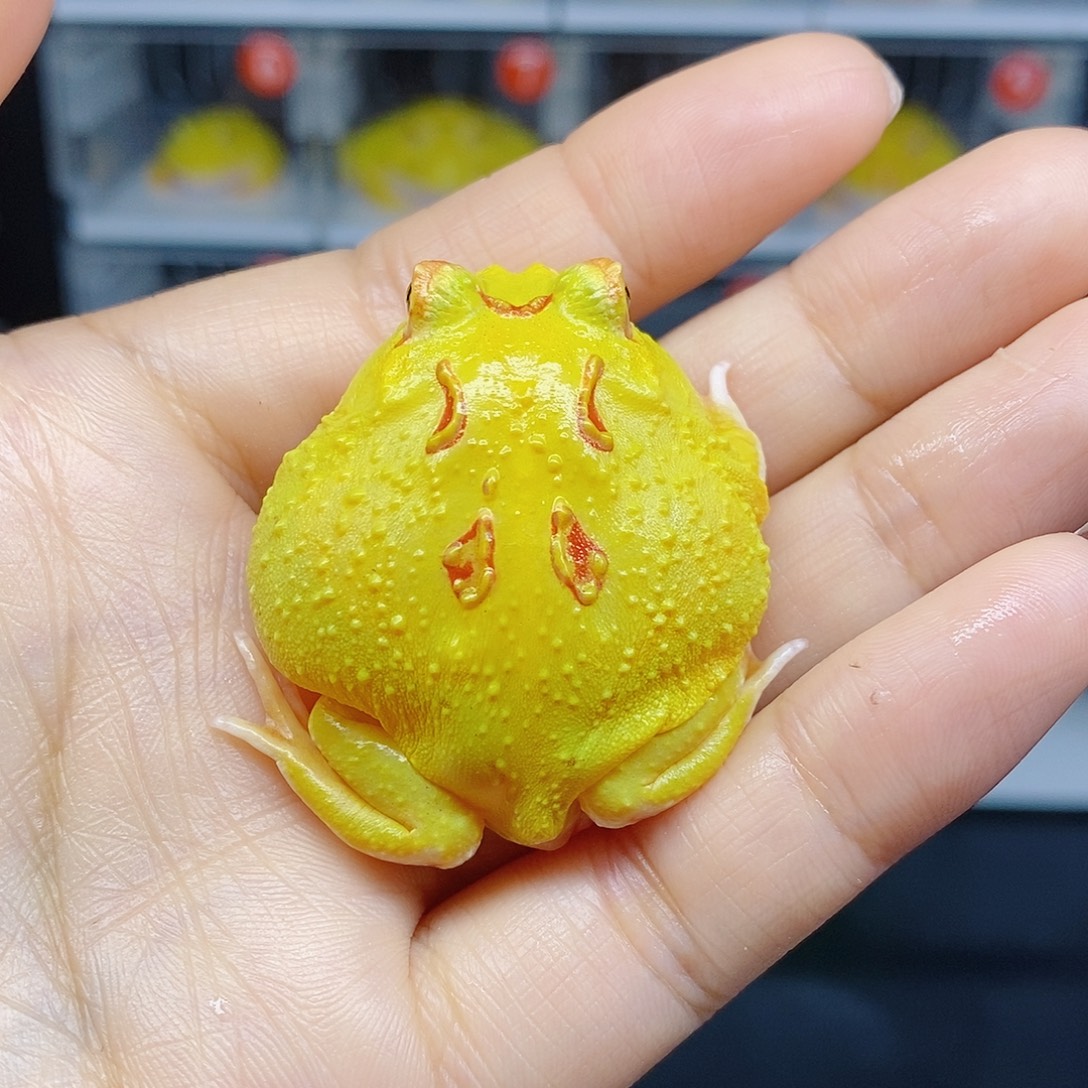 角蛙皮卡丘南美角蛙