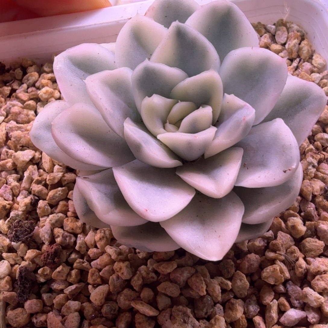 贝***1凡子 多肉植物锦 雪鸢