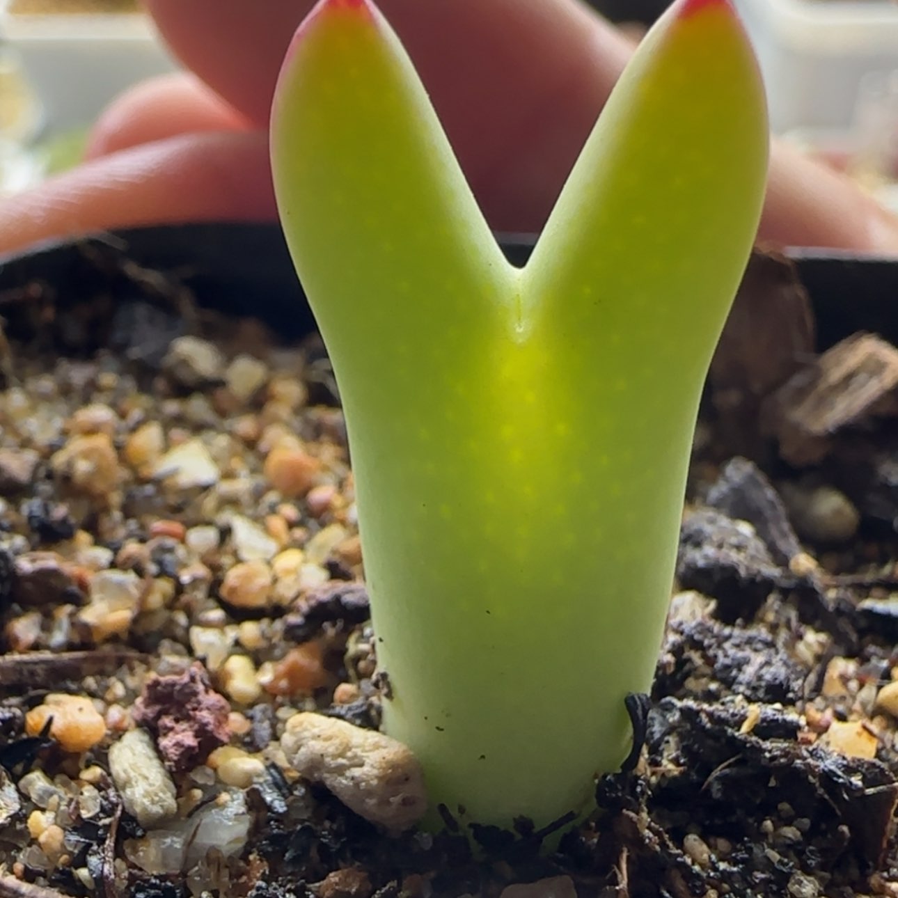 【闪购商品】0989香蕉色皮卡丘当天28包邮非偏远