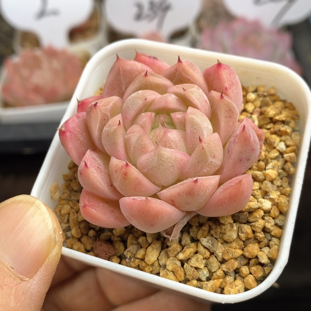 精品多肉一物一拍28