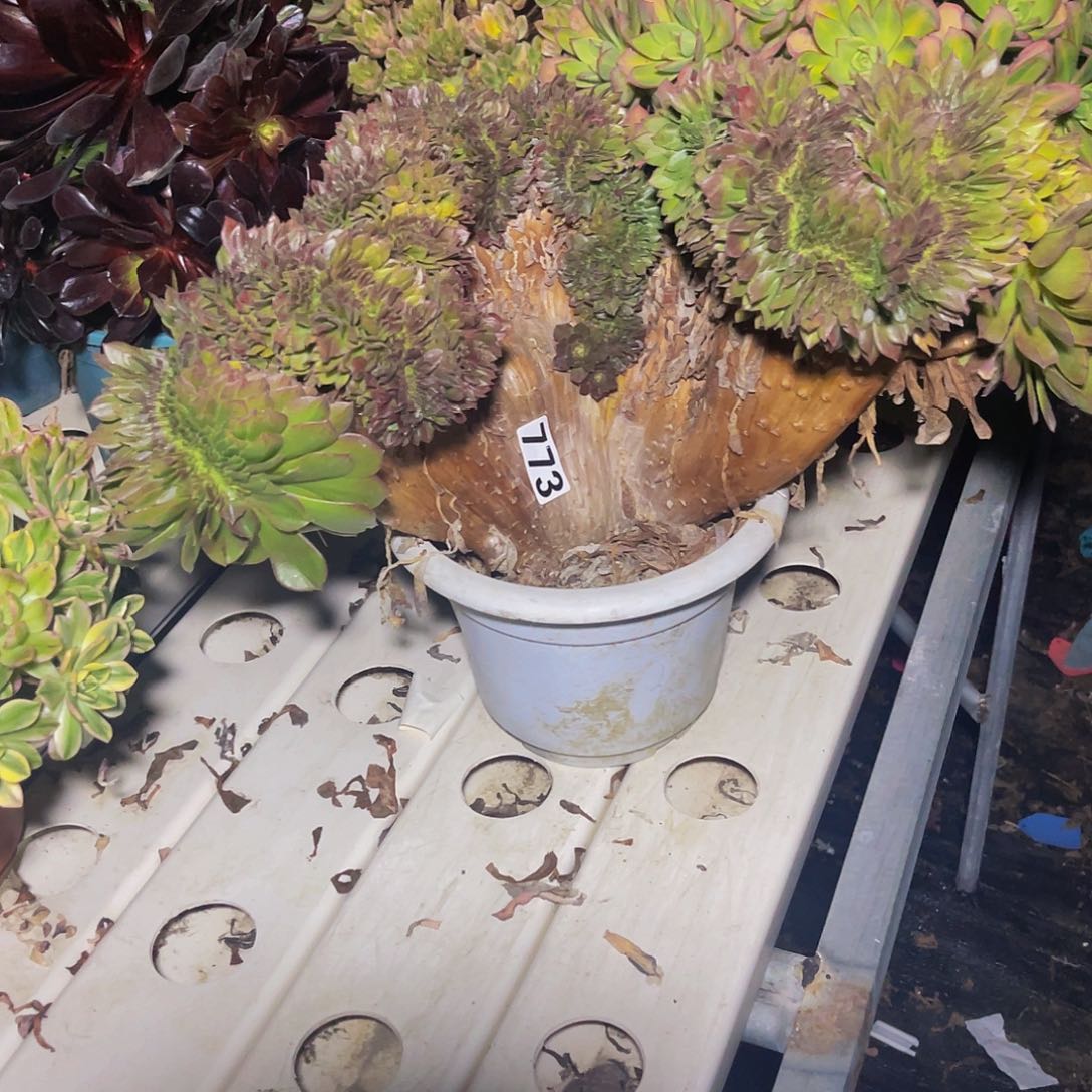 法师法师7-47包邮法师