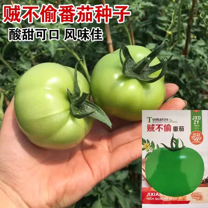 贼不偷西红柿种子东北特色绿柿子绿番茄种籽口感脆甜草莓番茄