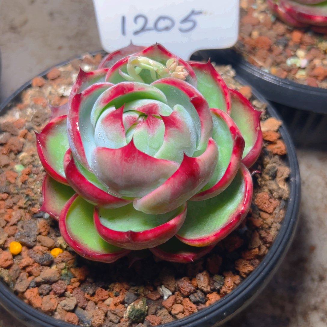 原惊鸿仙子一物一拍1205号