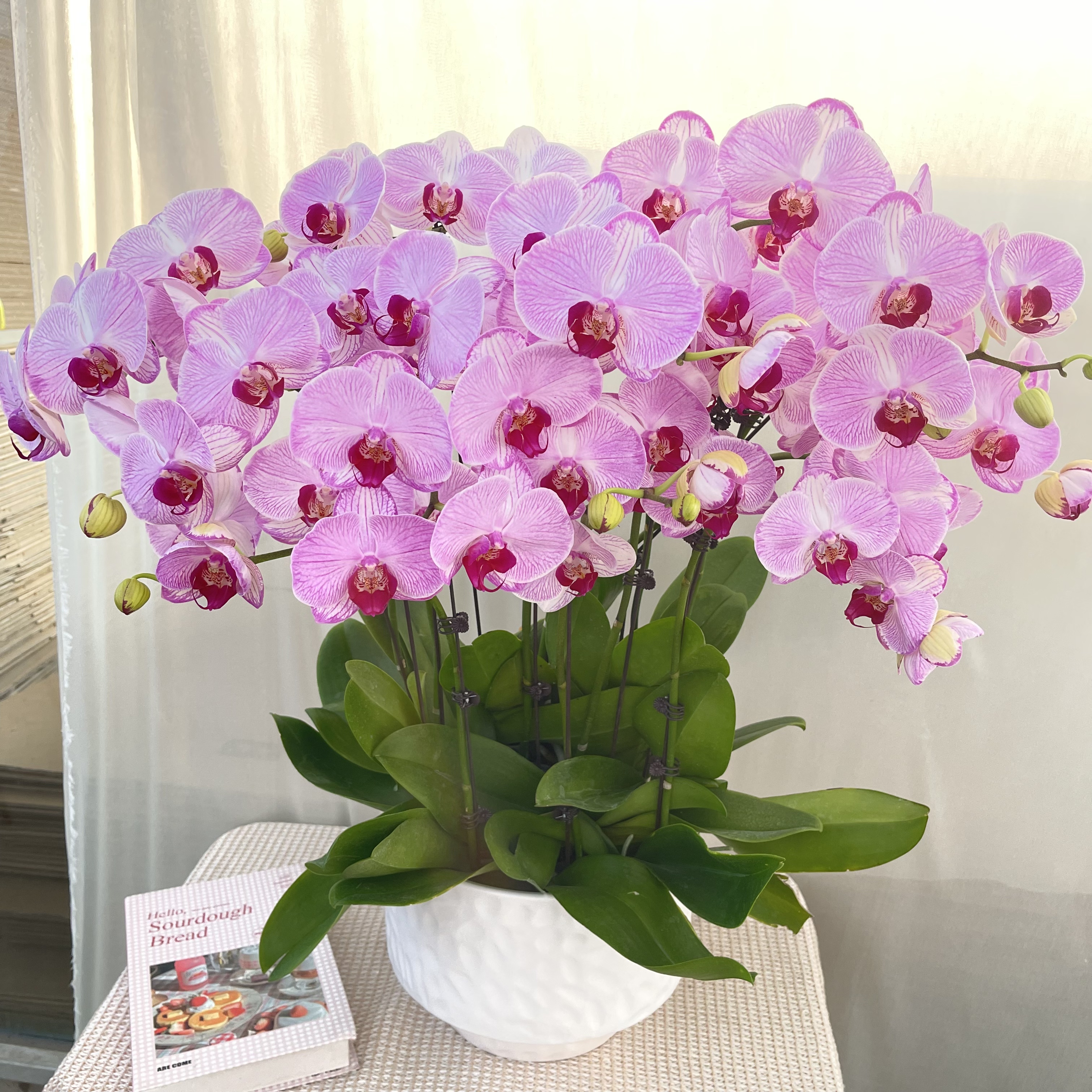 幸福花舍 蝴蝶兰【水蜜桃】欧洲进口花花 送人送礼乔迁新居