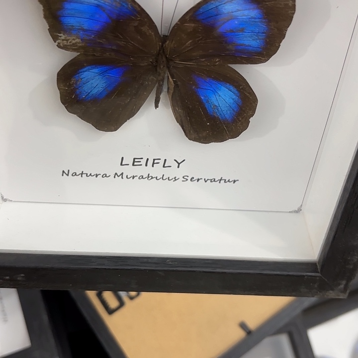 蝴蝶标本定制版201