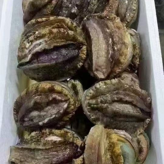 活鲍鱼 （8个头鲍鱼）