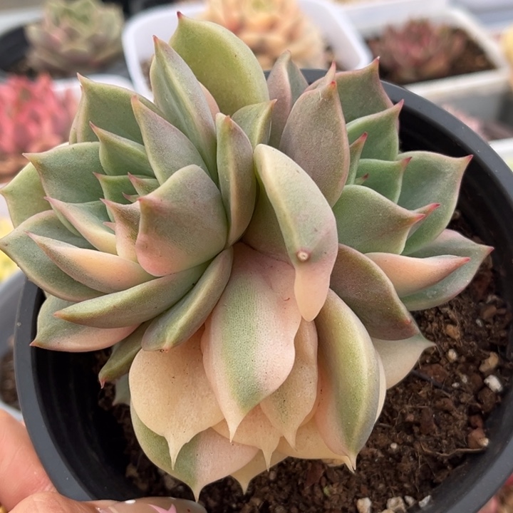 贝加尔湖锦一颗价格发货