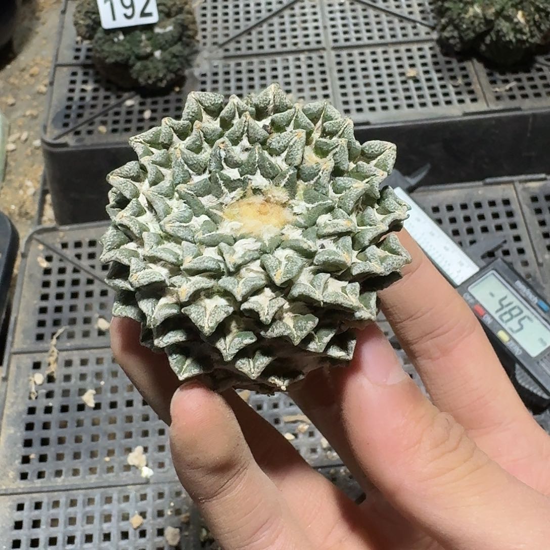 197号仙人球小萝卜根