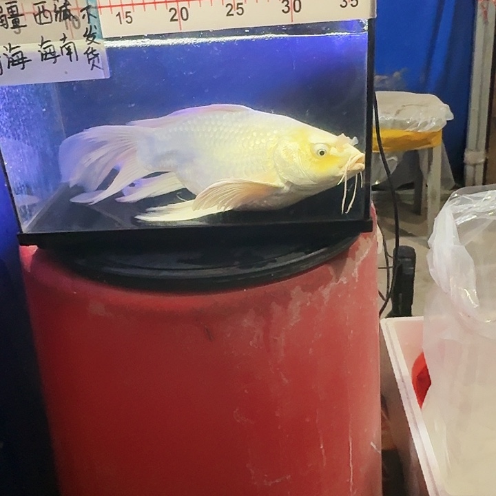 夜***帥海水鱼蝴蝶鲤200元