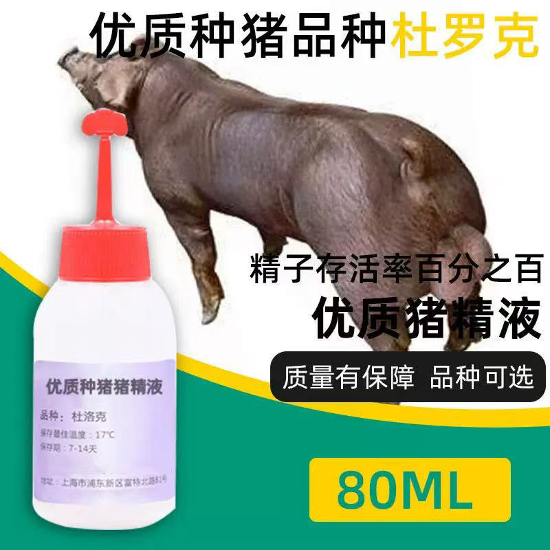 纯种猪精液黑杜洛克太湖北京黑大白长白巴克夏猪精子
