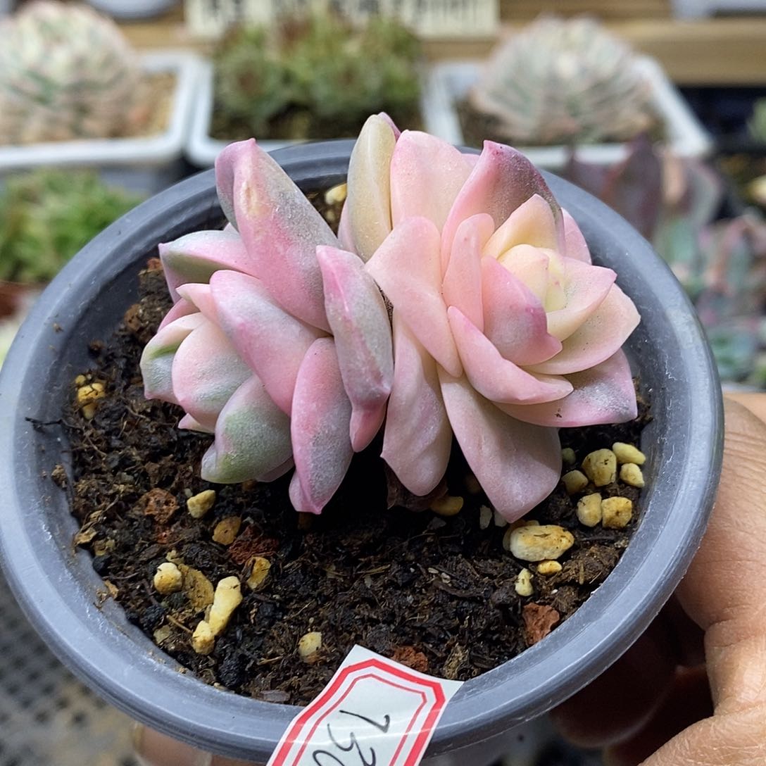 24130 可爱玫瑰彩锦无砍双头 需延时发货