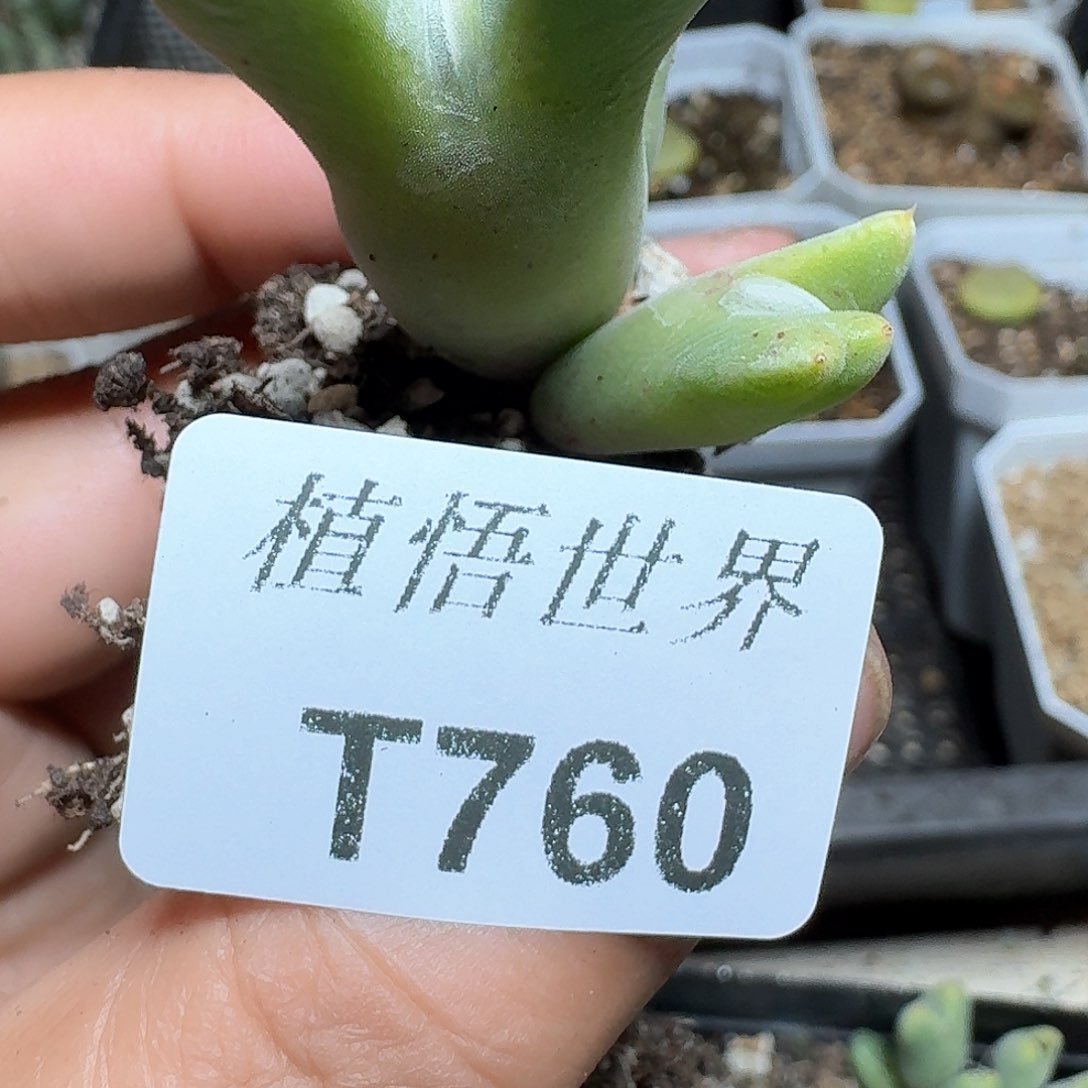 760盒多肉植物哇f v