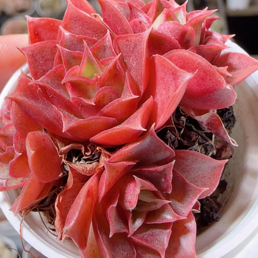 花语多肉1211-61超级罗西马