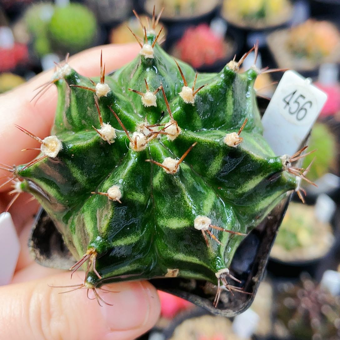 非偏远地区满25发货仙人球瑕疵