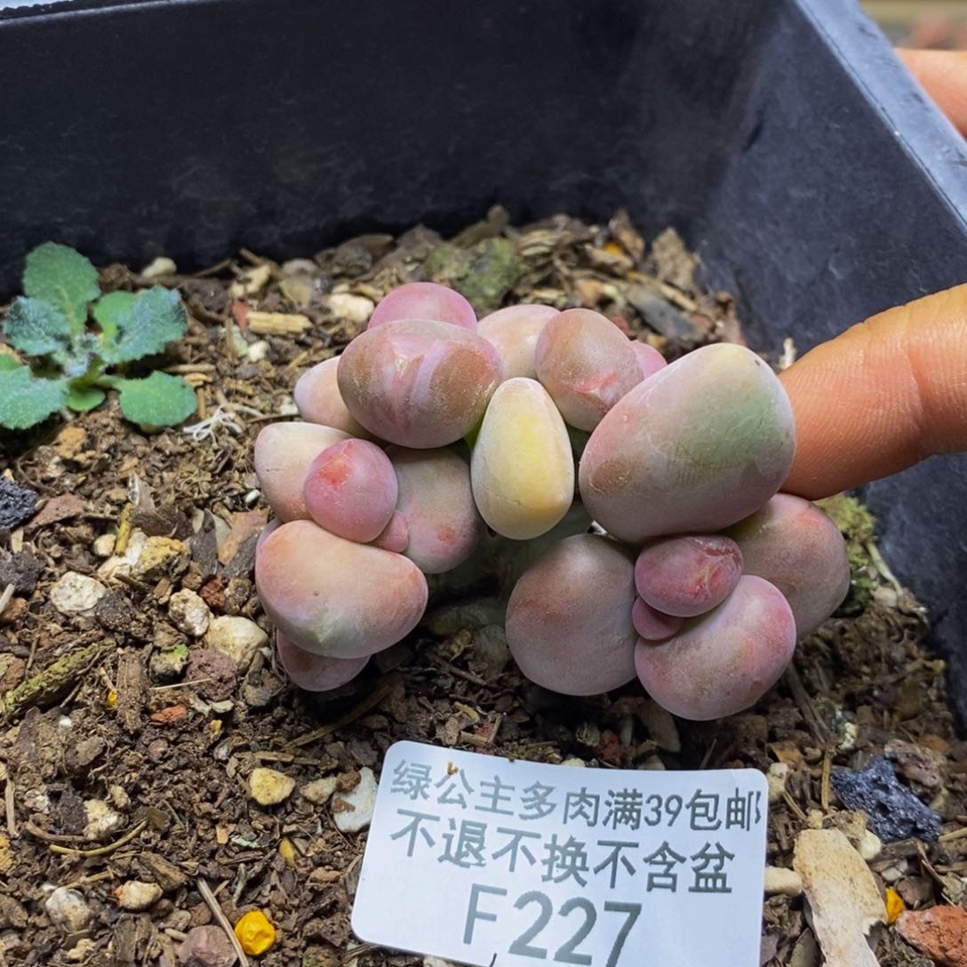 227芒果奶二代有断枝