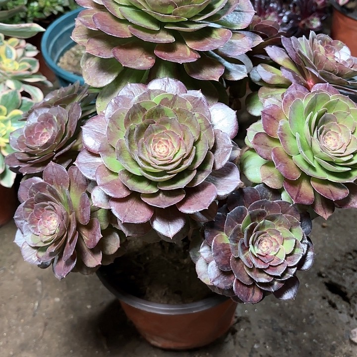 多肉植物花月夜11