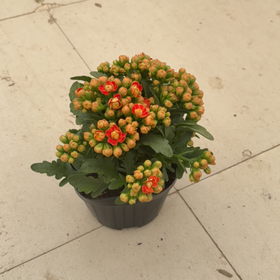 大盆金狐狸开花植物