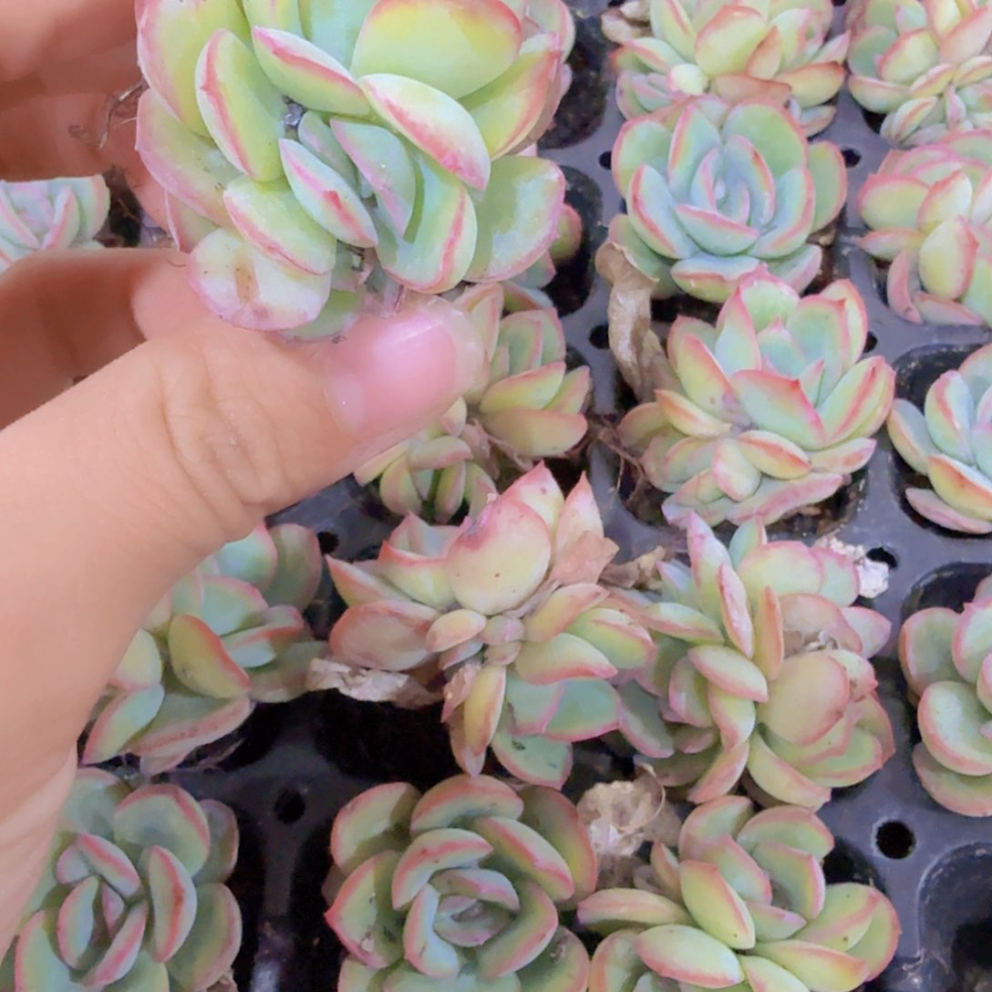 晨露穴苗三颗一组