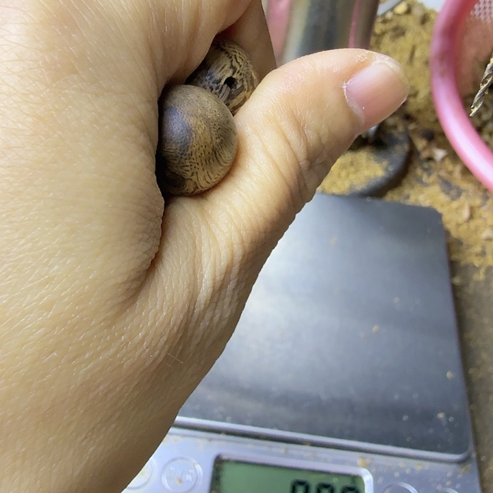 ****～沉香碎屑沉香沉香碎屑