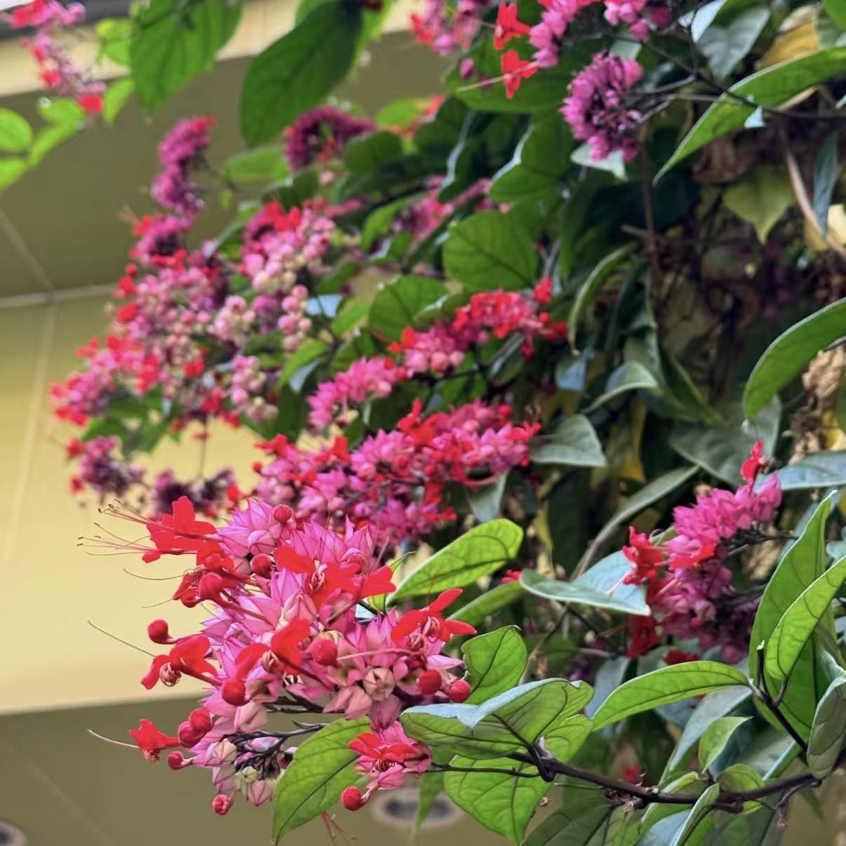 （花王）红色龙吐珠·喜阳耐热耐晒阳台庭院花园爬藤植物