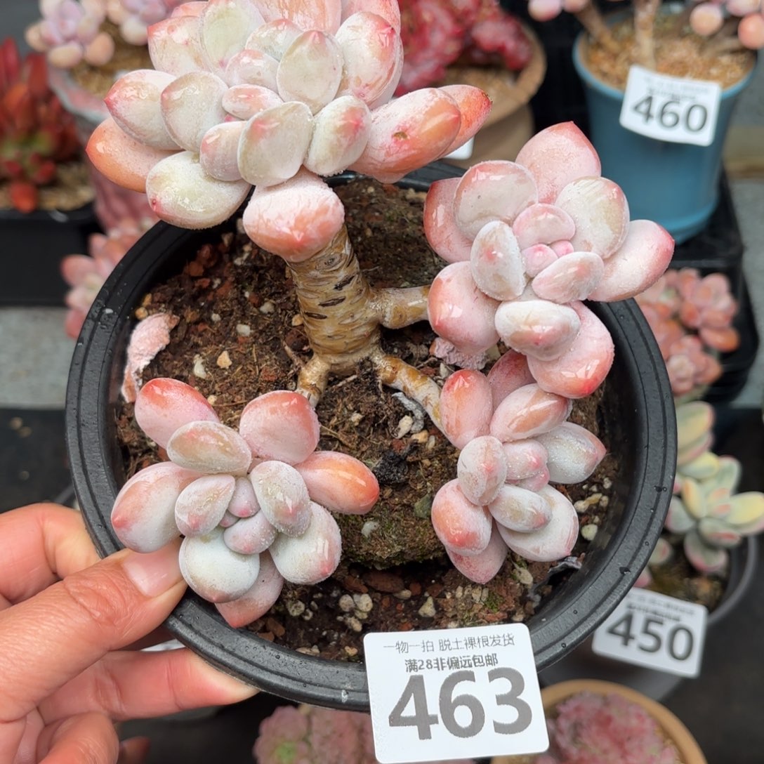 香水老桩无盆土发货