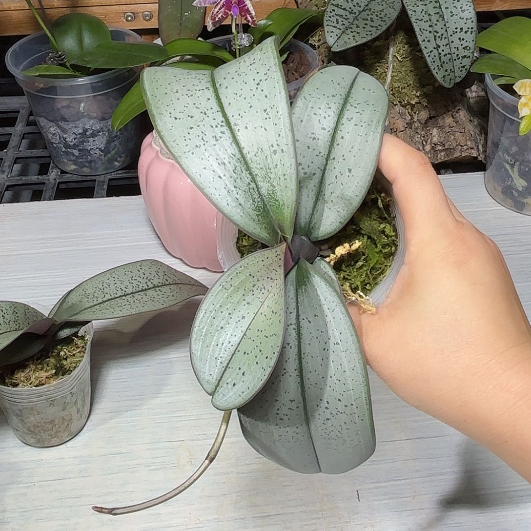 蝴***子当前无花栽培后可以开花超银西板植