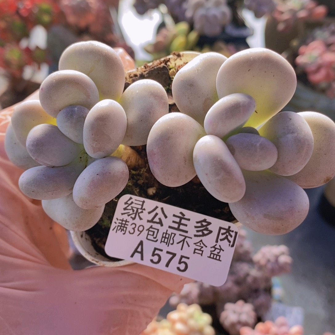 达摩奶8cm575多肉植物