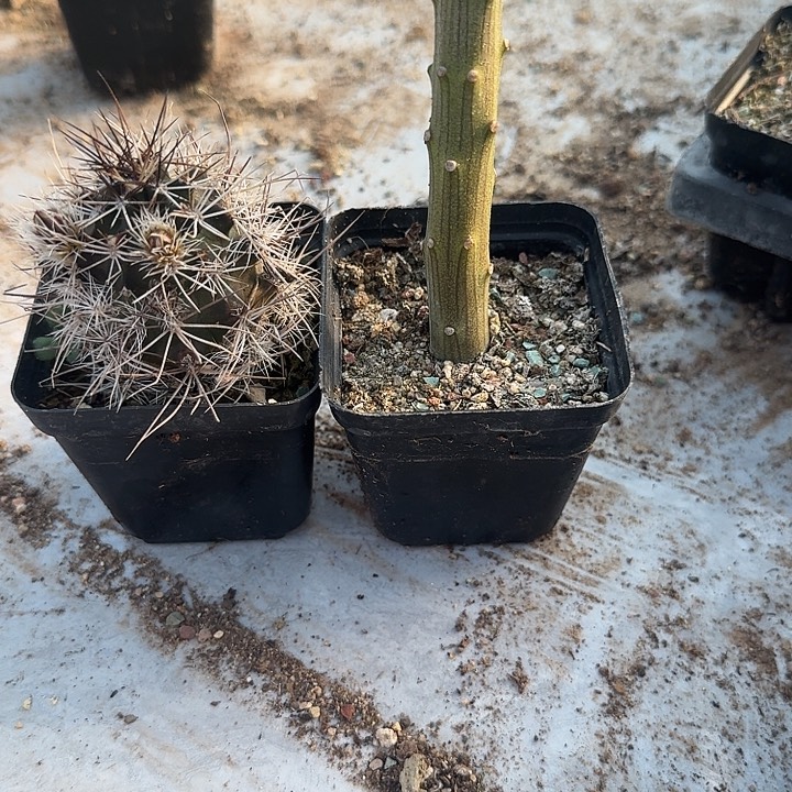 k***n虾➕天龙树带盆发货