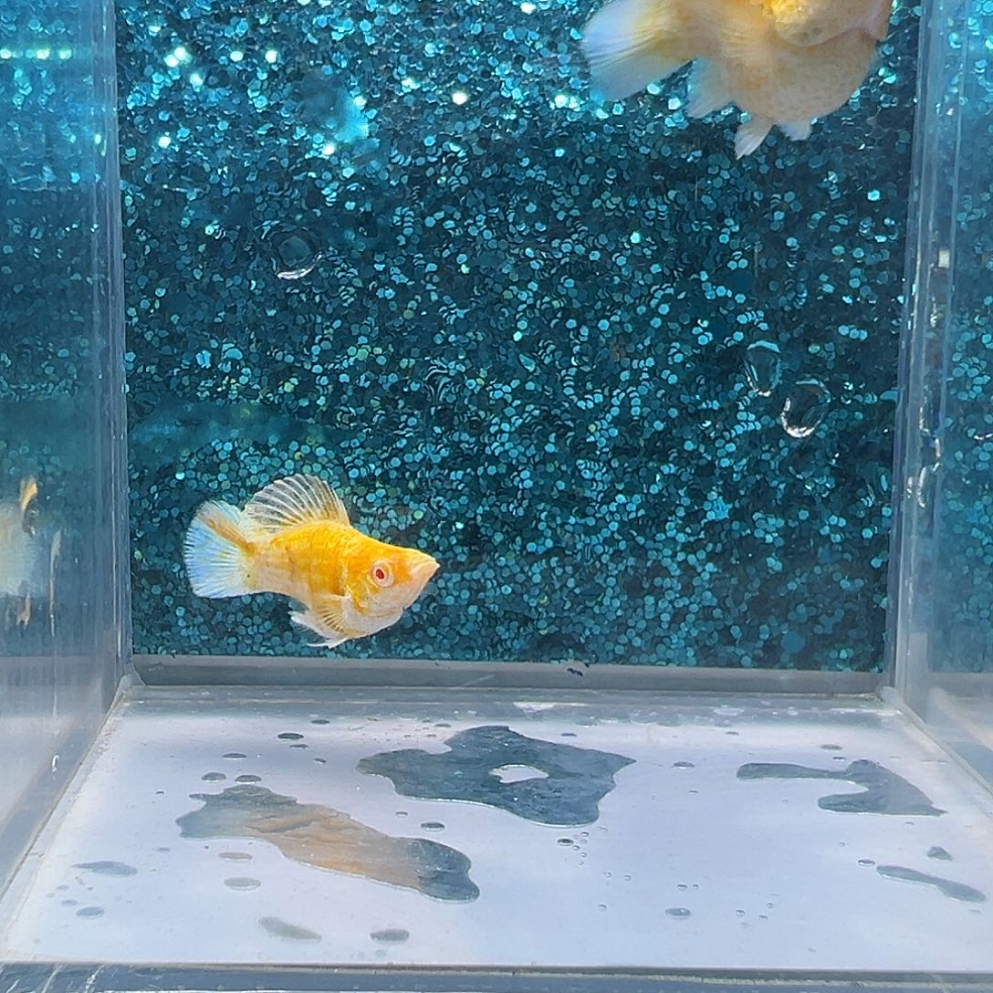 孔雀鱼金虎玛丽一对0086