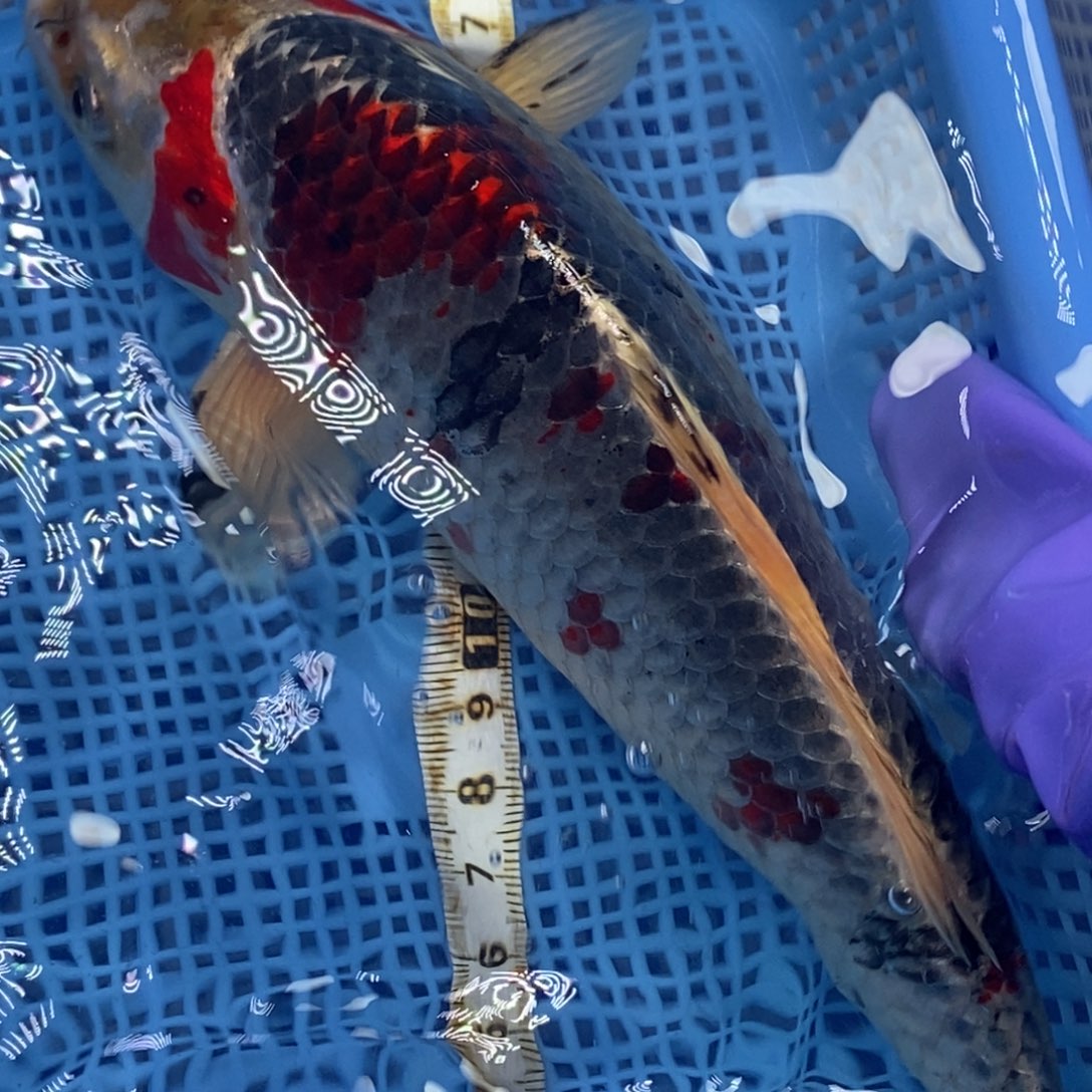 锦鲤冷水锦鲤包邮