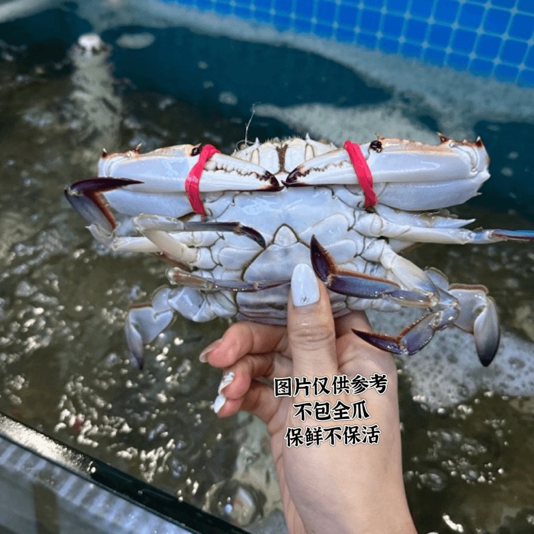 【保鲜不保活】中母蟹满籽3斤-5斤 一斤3只左右 3两-5两之间 