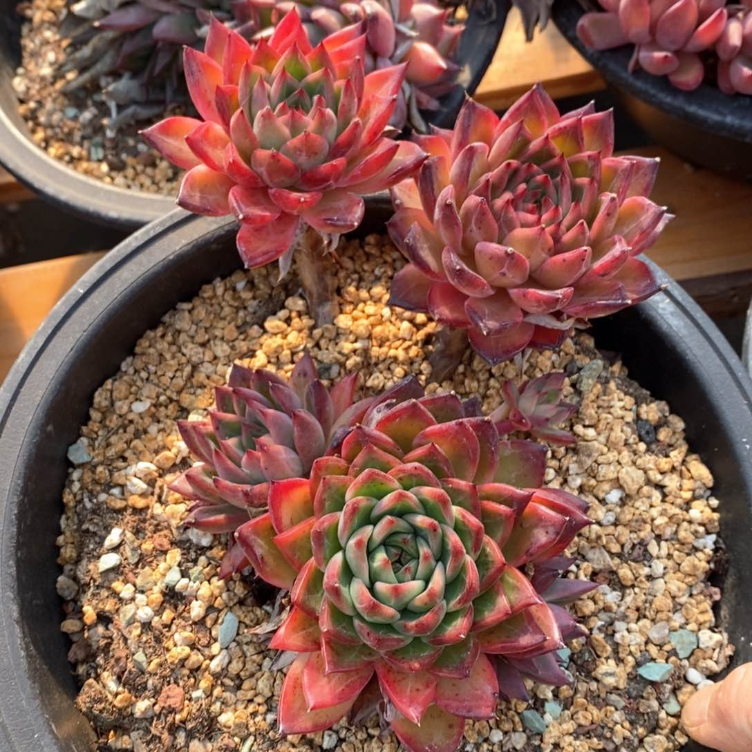 精品多肉一物一拍不包整151