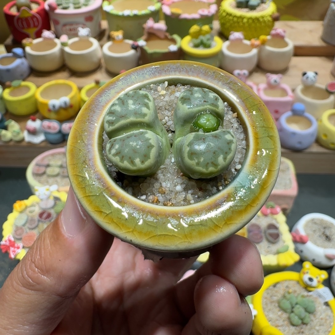 蘑菇1232丽虹多肉植物