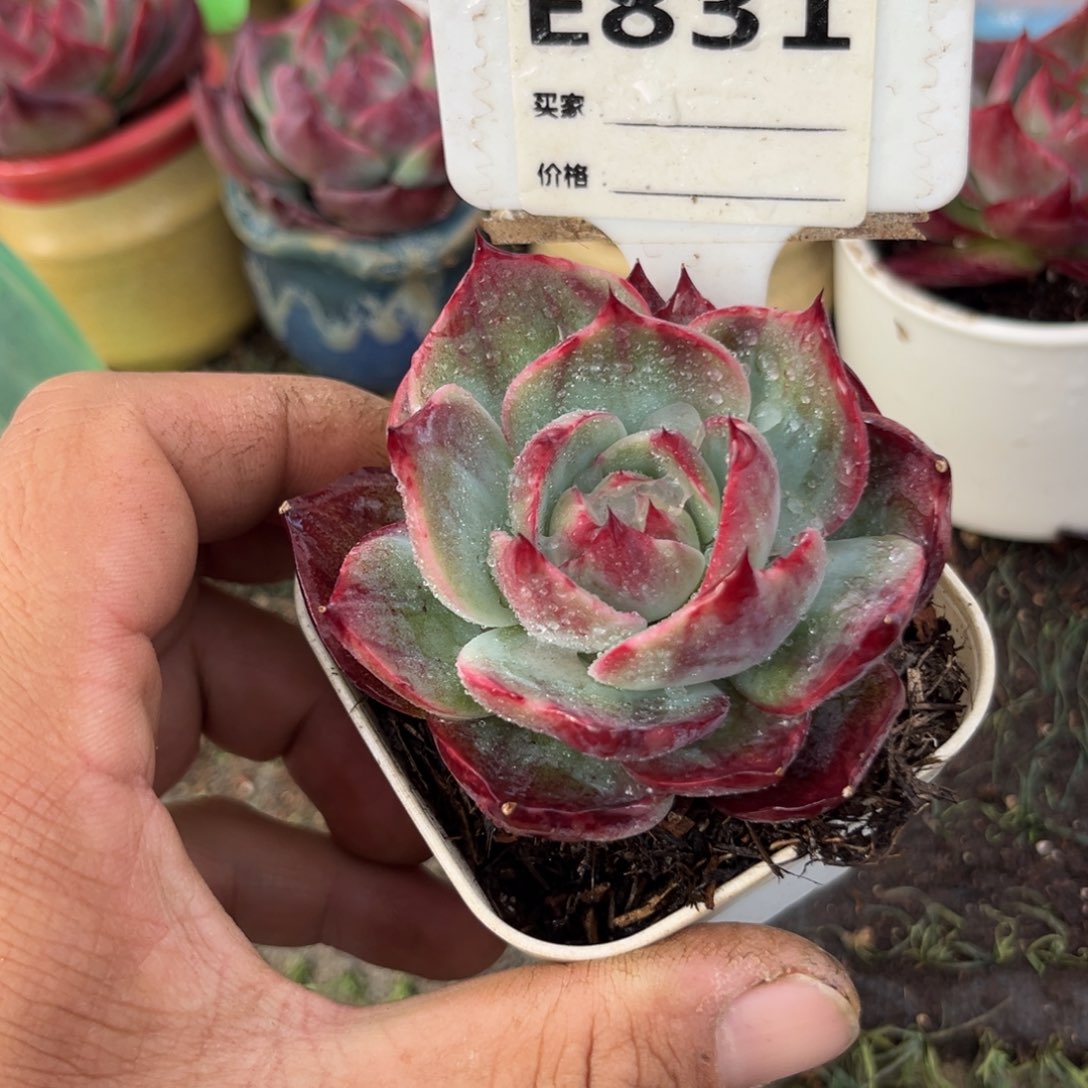 惊鸿一瞥831号多肉