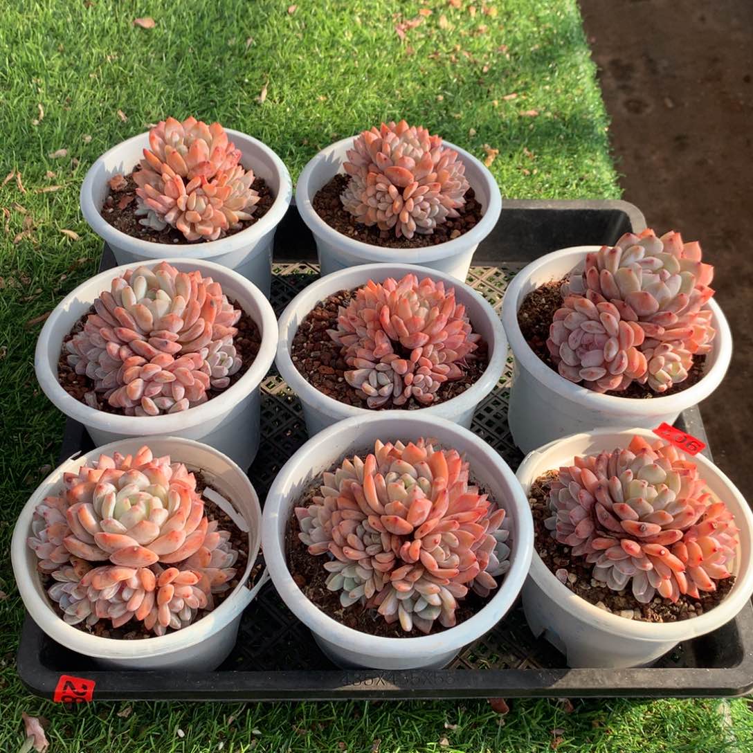 901橙子111111111111111