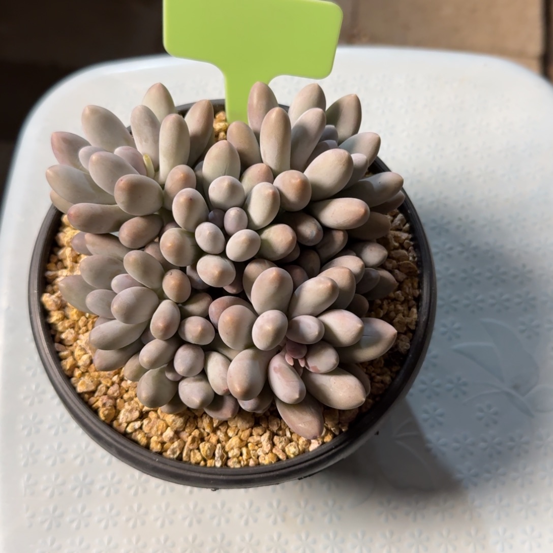 小汤圆111111111111111111