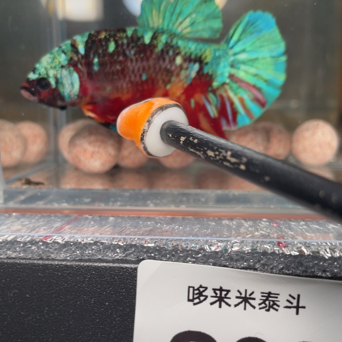 斗鱼12.31 巨斗 088