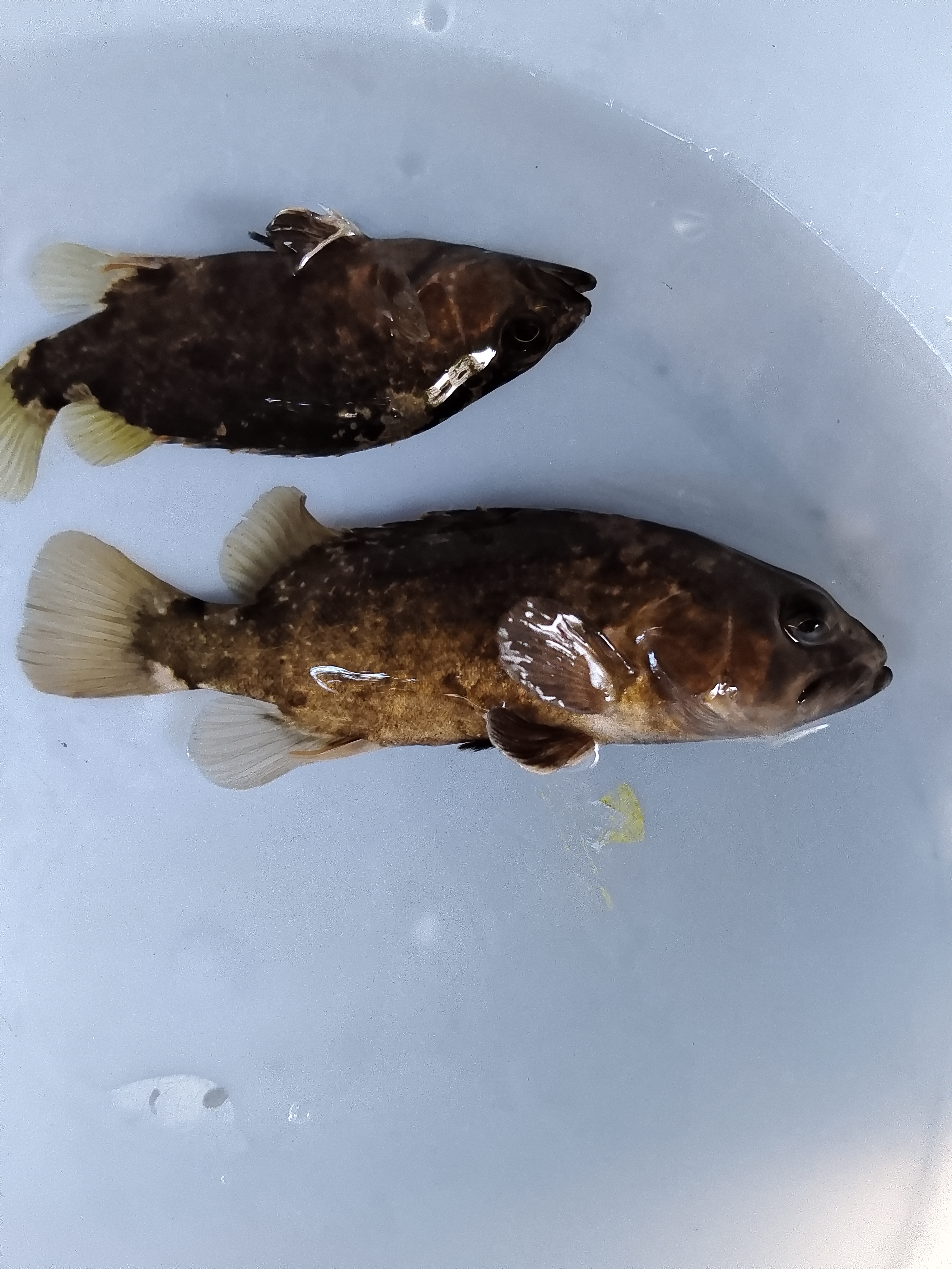 暗鳜小型鳜鱼稀有物种活发