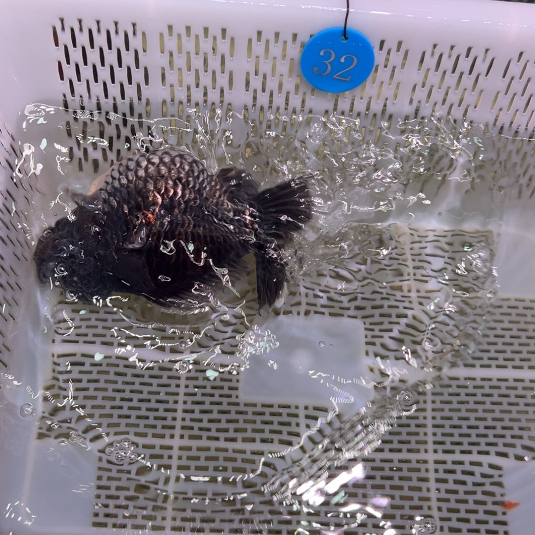 青***峰金鱼你好吗我想和