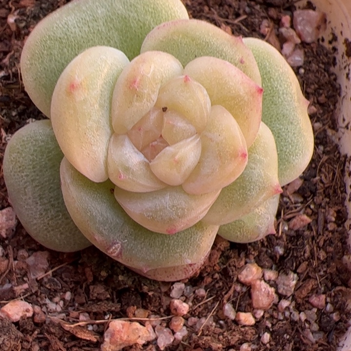 一物一拍，精品糖心，尺寸不大介意勿拍