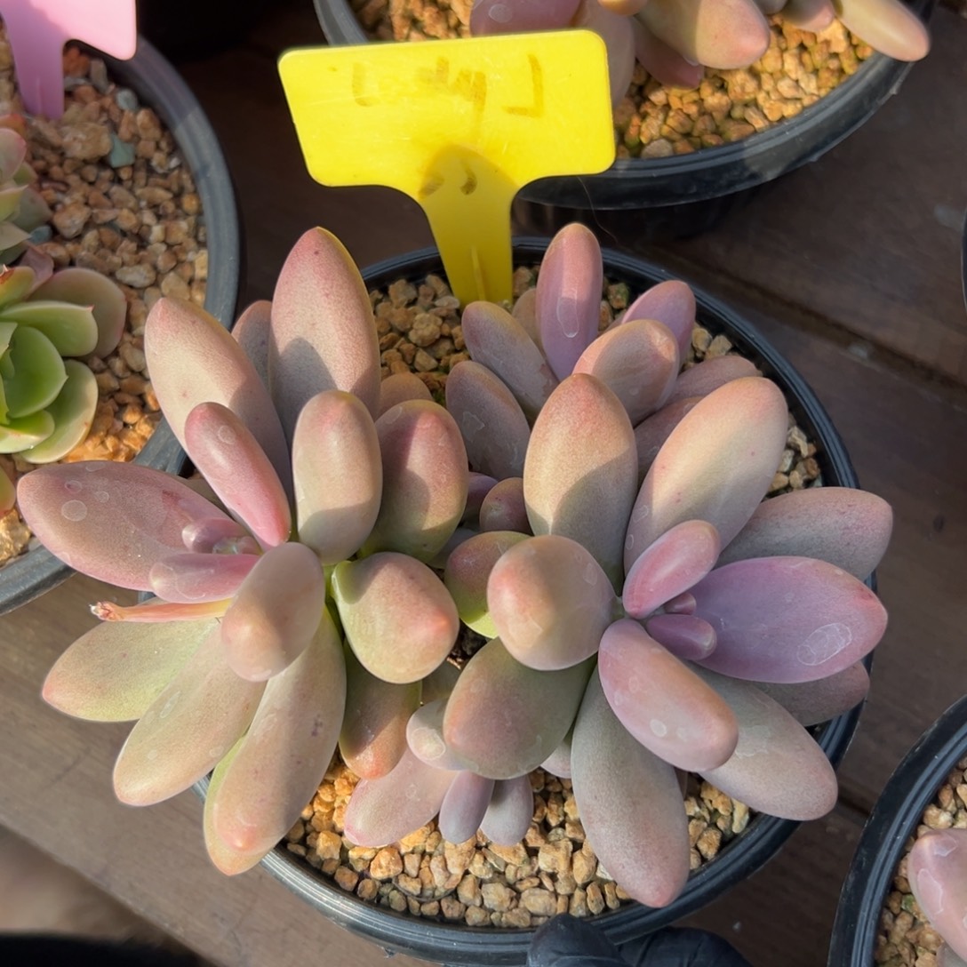 糖果美人11111111111111