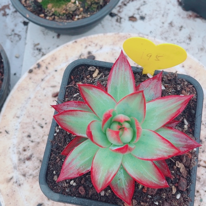 惊鸿仙子多肉植物195