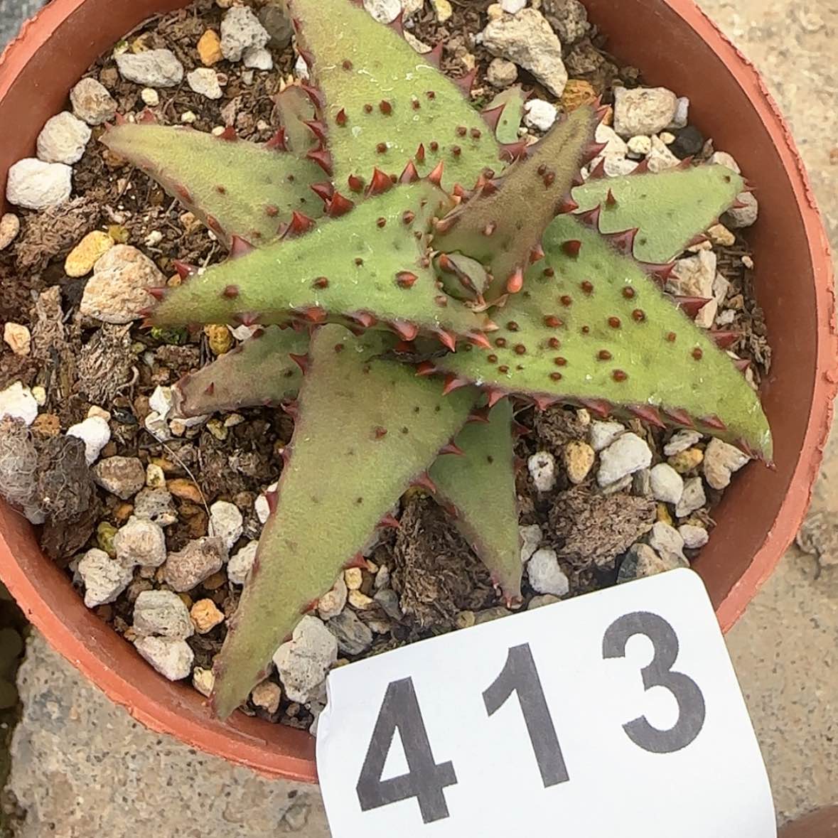 【闪购商品】柠*块根植物布纹球