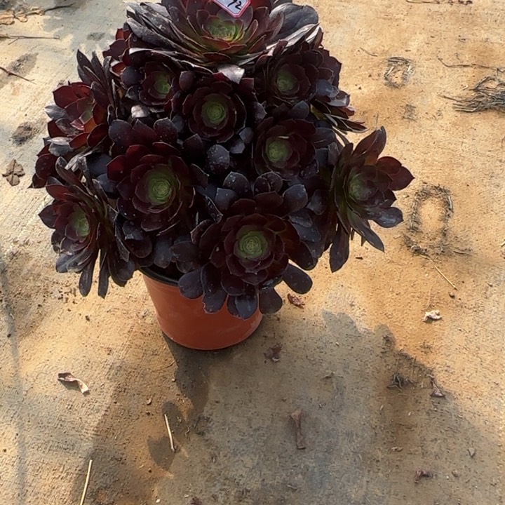 3-92赤焰莲多肉植物