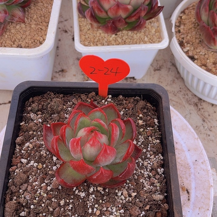 惊鸿仙子多肉植物2-24