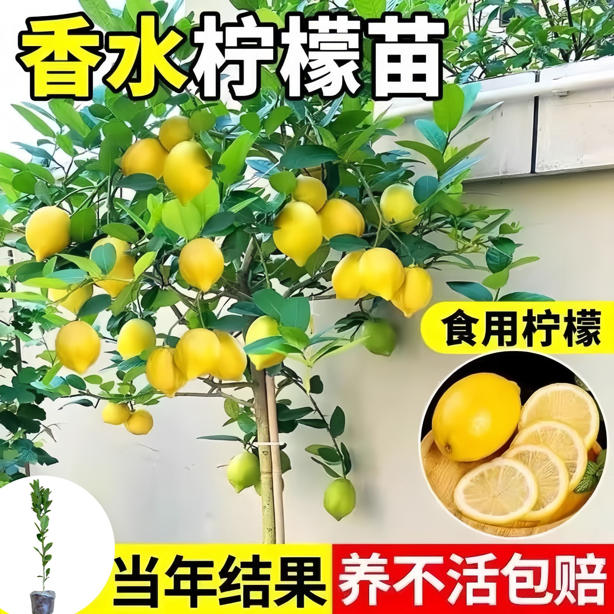 四季香水柠檬苗无籽青柠檬苗可食用盆栽地栽当年开花结果南北方种