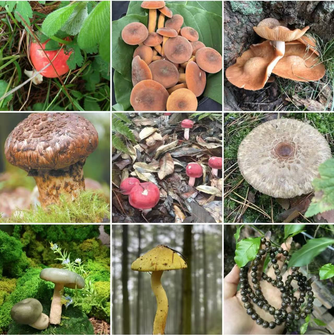 【土特产菇13】净含量37g起