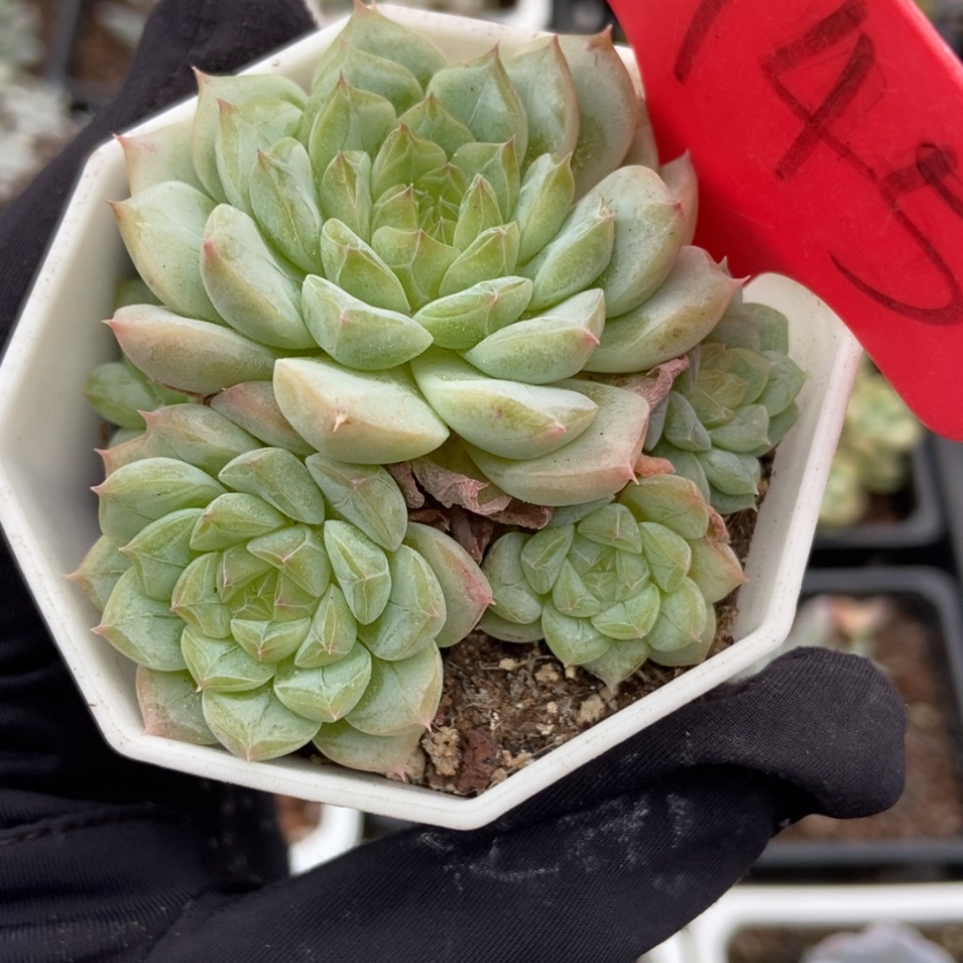 1745冰魄多肉植物保护