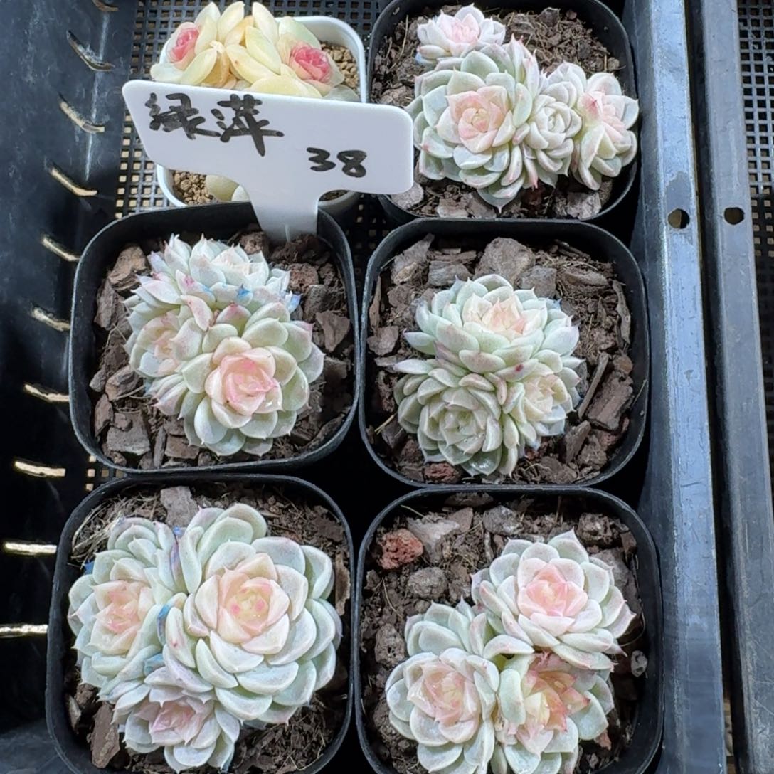 1207-113-绿萍群一颗