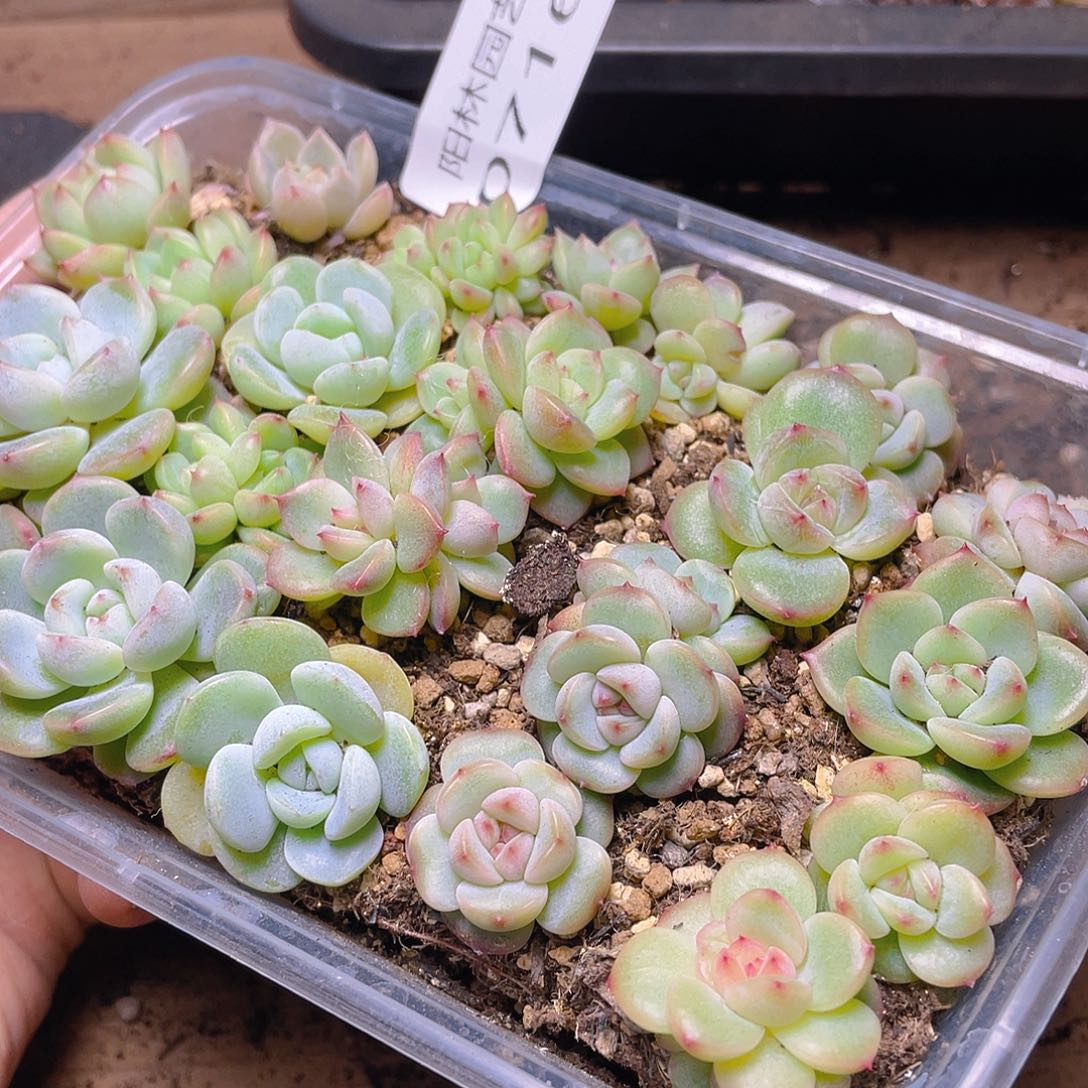 多肉植物多肉植物716